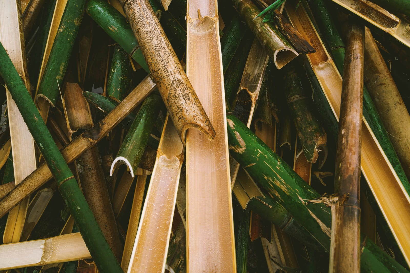 Harvested Philippine bamboo poles